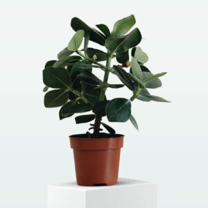 Fiddle Leaf Fig Plant
